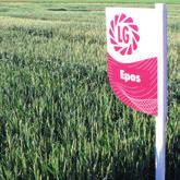 nízke BSA - Bundessortenamt - Spolkový úrad pre skúšanie odrôd Číslo poklesu Obsah NL Zeleny test Objemová hmotnosť s % ml g/l Epos 366 13,8 57 840 Agronomické vlastnos presievkový typ pšenice pre
