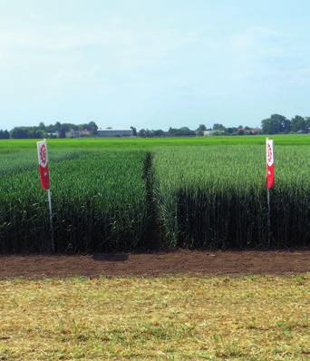 októbri, až do zamrznu a pôdy výsevok: na jar 4,2 4,5 MKS/ha v jeseni 3,7 4 MKS/ha pri neskorej sejbe, alebo pri horších podmienkach výsevok zvýšiť na 5 MKS/ha doporučená hustota porastu: 550 600