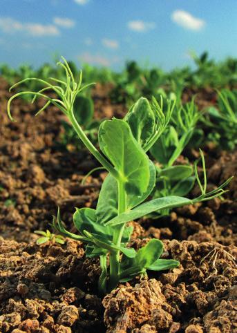 Abarth Pestovanie agrotechnika vychádza z obecných zásad pestovania semi-leafless typov hrachu skorá odroda, vhodná do kukuričnej, repnej, obilninárskej a zemiakovej výrobnej oblas najvhodnejšie sú