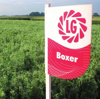 Boxer Najvyššia odolnosť proti poliehaniu v sortimente hrachu stredne skorá, žltosemenná odroda vysoký výnos semena v registračných skúškach ÚKZÚZ 2012 2014 a v skúškach pre doporučovanie odrôd (SDO)