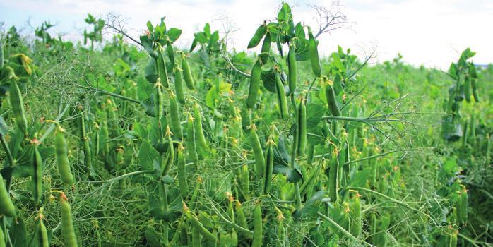 Boxer Pestovanie agrotechnika vychádza z obecných zásad pestovania semi-leafless typov hrachu stredne skorá odroda, vhodná do repnej, obilninárskej a zemiakovej výrobnej oblas, najvhodnejšie sú