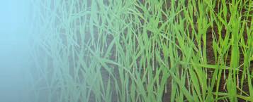 : +420 212 244 339 fax: +420 272 701 262 mobil: +420 724 095 378 e-mail: milan.zaluzansky@limagrain.