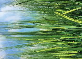 Overture novinka Agronomické vlastnos odroda s vysokou odnožovacou schopnosťou stredne dlhé rastliny stredná odolnosť pro poliehaniu dlhý klas s vysokým počtom zŕn Významné hospodárske vlastnos v
