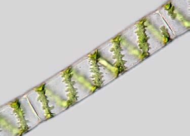 chloroplastů pohybovat kolem 500 000 na mm 2 povrchu listu.