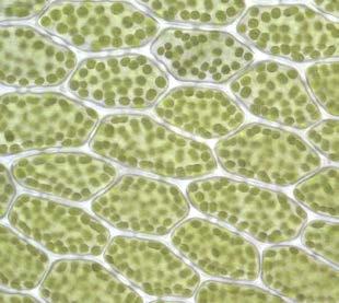 24 Chloroplast v buňce zelené řasy šroubatka Obr.