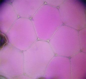 Pokožkové buňky z listu Rhoeo discolor Pokožkové buňky z červené cibule Buňky z dužniny