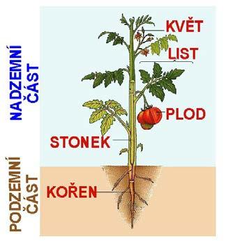 CO2 a světlo Obr. 1 Rostlinné orgány voda a minerální živiny Spolu s vnější diferenciací orgánů probíhala i jejich vnitřní diferenciace; vznikala specializovaná pletiva.