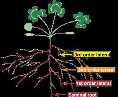 Obr. 43 Kořenový systém tvořený primárním kořenem a postranními kořeny z něho vznikajícími Adventivní kořeny (též přídatné, náhradní) jsou všechny jiné kořeny, než primární a postranní kořeny (obr.