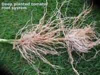 46 Kořenové systémy jednotlivých druhů rostlin se mohou lišit hloubkou kořenění, mírou