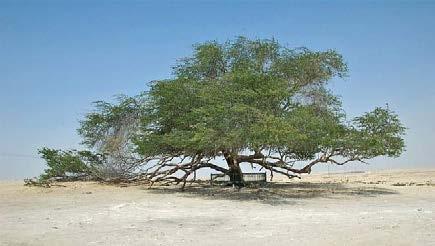 pouštních afrických rostlin z Namibijské pouště.