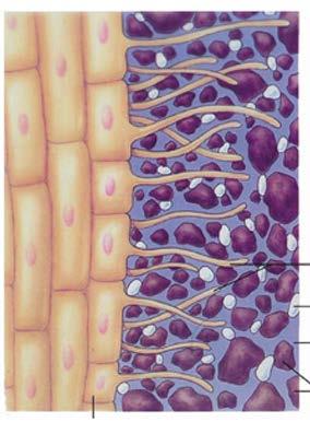 slizový obal kořene (mucigel), uvnitř slizového obalu jsou kolonie půdních bakterií. Ve 30.