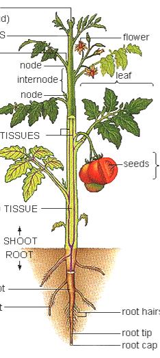 Obr. 3 Schéma stavby rostliny červeně jsou označena dělivá pletiva (meristémy) Rostlinná buňka Všechny orgány rostlin jsou tvořené buňkami buňky jsou základní strukturní jednotky rostlin.