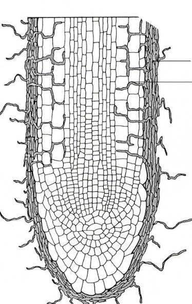 Obr. 65 Schéma špičky kořene obalené houbovými hyfami; ty pronikají i do povrchových vrstev kořene, mezi buňky, kde tvoří tzv. Hartigovu síť Endomykorhiza (obr.