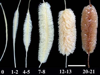 V menší míře se za určitých podmínek vytvářejí i u některých jiných rostlin (např. lupina bílá, Lupinus albus, tykev obecná, Cucurbita pepo).