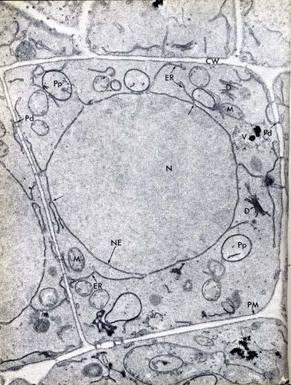 Obr. 4 Schéma typické rostlinné buňky Buněčná stěna je typická součást naprosté většiny rostlinných buněk; nachází se vně protoplastu.