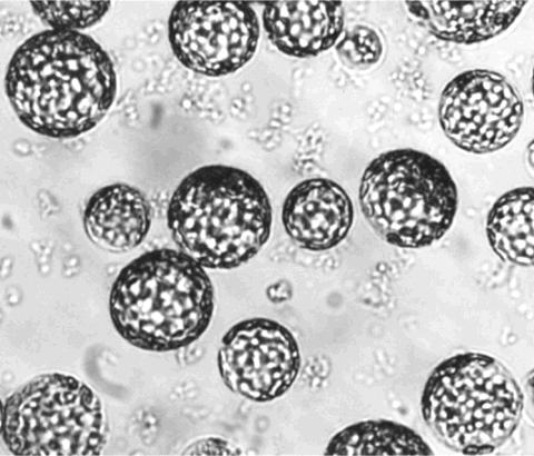 Obr. 7 Rostlinné buňky po šetrném odstranění buněčné stěny Obr. 8 Stěna mezi třemi buňkami, černé šipky označují střední lamelu, červené primární stěny Stěna buněčná vzniká již při dělení buňky.