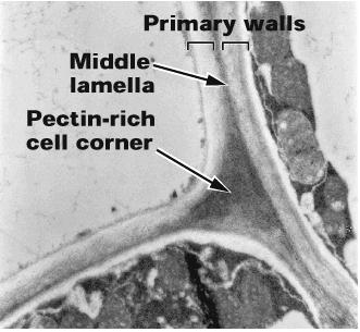 9 Dělení rostlinné buňky přehrádka vzniká od středu k okrajům a posléze se přemění na střední lamelu Na střední lamelu se ukládají ze stran obou sousedních buněk tzv. primární stěny.