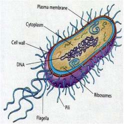 Obr. 15 Schéma prokaryotní buňky bakterie, DNA označená šipkou Obr. 16 Jednobuněčná sinice Synechococcus sp. Obr. 17 Vláknitá sinice Nostoc Nezbytnou složkou všech buněk jsou membrány.
