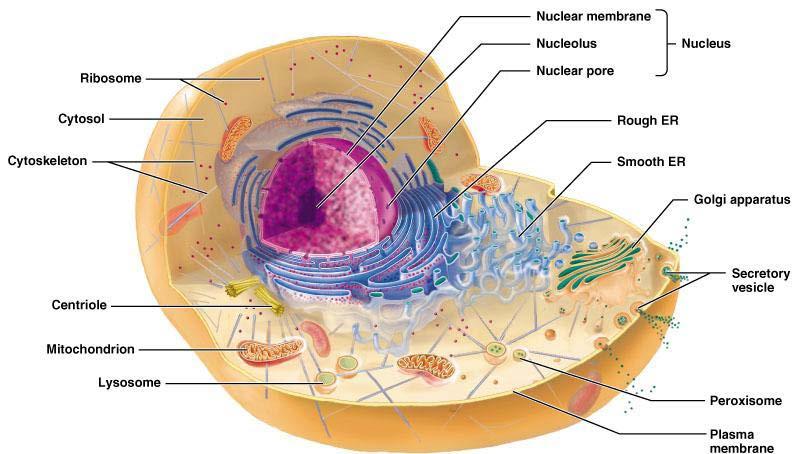 červená, fialová či modrá barviva v buněčné šťávě vakuoly). Struktura a funkce membrán bude podrobněji probrána v přednášce o transportu látek v rostlinách. Jaké jsou základní struktury uvnitř buňky?