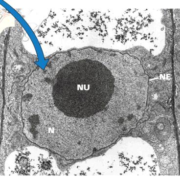 V těchto membránách jsou póry, kterými probíhá transport velkých molekul (např. bílkovin nebo ribonukleových kyselin). Uvnitř jádra jsou chromosomy tvořené chromatinem, jehož hlavní složkou je DNA.