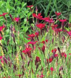 (vrba bobkolistá) Genista lydia (kručinka) Cytisus purpureus (čilimník pupurový) Rosa pimpinellifolia (růže