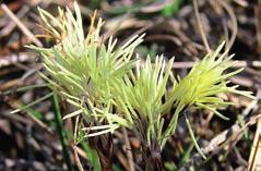 (rozchodník) Sedum reflexum (rozchodník skalní) Sedum floriferum (rozchodník květonosný) Sedum spurium (rozchodník