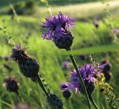linosyris (hvězdnice zlatovlásek) Centaurea scabiosa (chrpa čekánek) Dianthus carthusianorum (hvozdík kartouzek)