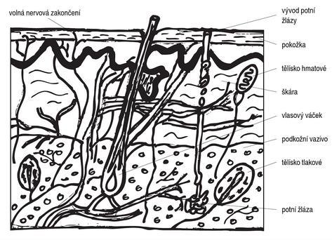 Příloha 1 Stavba kůže Zdroj: SLEZÁKOVÁ, Lenka, 2008.