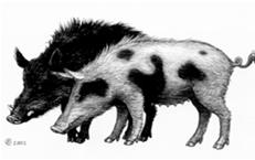 autumn culling podzimní decimace stád Bakels 2009 len čočka mák Krajina: Pastva prostorově náročné (1 kráva = 5 6 ha lesa) kompetitivní