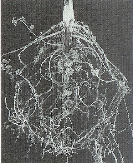 Hlízky Proteobacteria Alphaproteobacteria Rhizobiales Rhizobiaceae Rhizobium G- pleomorfní tyčky, pohyblivé jedním polárním nebo subpolárním bičíkem nebo dvěma až