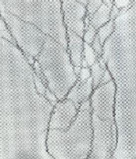 Proteobacteria Alphaproteobacteria Nitrosomonadales Gallionellaceae Gallionella Stopka 0,1 μm G.