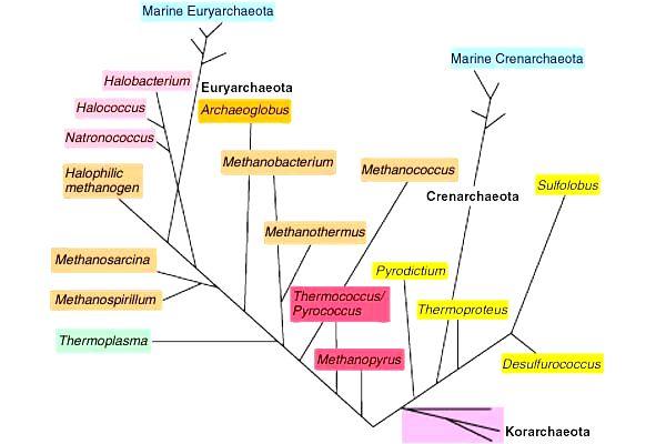 Zjednodušené schéma domény Archaea