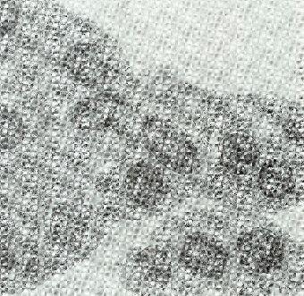 Nepohyblivé při 37 C, ale pohyblivé peritrichálními bičíky, pokud rostou pod 30 C. Fakultativně anaerobní a chemoorganotrofní.