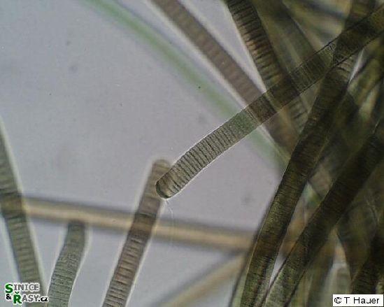 Oscillatoria sp Cyanobacteria Cyanobacteria Pododdělení III.