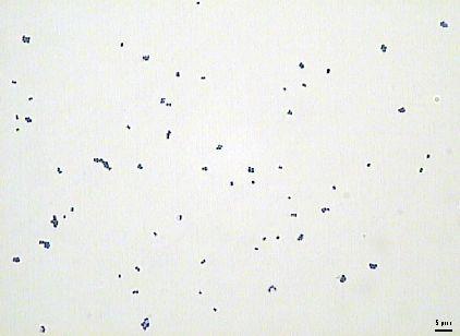 Bakterie s buněčnou stěnou grampozitivního typu Actinobacteria Actinobacteria Actinomycetales Propionibacteriaceae Propionibacterium Velmi pleomorfní tyčky, často kyjovitého tvaru
