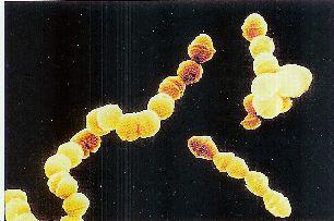 pyogenes u člověka vyvolává hnisavé infekce laryngu nebo kůže. Nejpatogennější druh rodu Streptococcus. S. agalatiae - u skotu způsobují mastitidu.