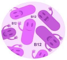Vitamin B12 kdo ho tvoří? Doporučená denní dávka 2,4 ug ALE POZOR!* K čemu je potřeba: je důležitý pro správný vývoj centrální nervové soustavy, krvetvorbu, syntézu DNA a proteinů.