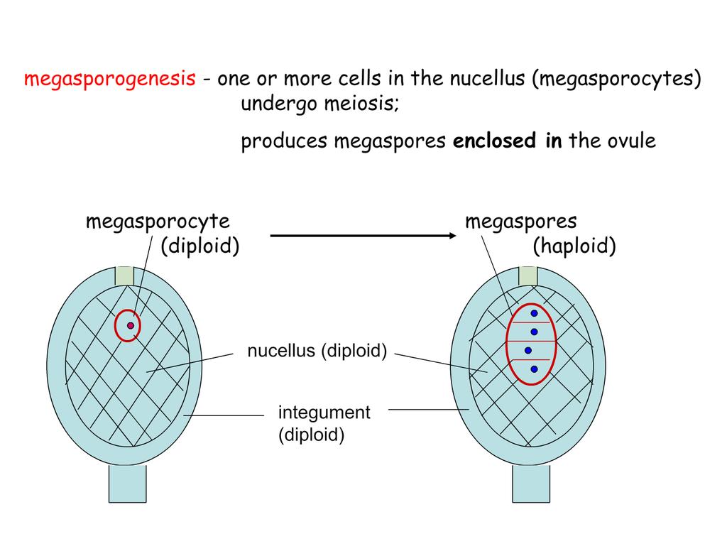 Megasporogeneze