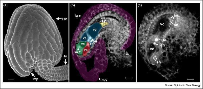 Ovule and embryo sac of Arabidopsis. (a) An electron scanning image of ovule, showing the ovule (ov), funiculus (fn), and micropyle (mp).