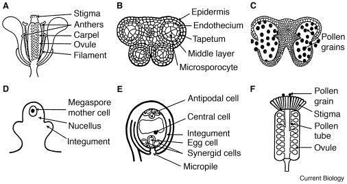 Vývoj samčích a samičích gamét v květných orgánech A schematic depiction of Arabidopsis floral structure, male and female (D-E) gametophytes, and the pollination process.