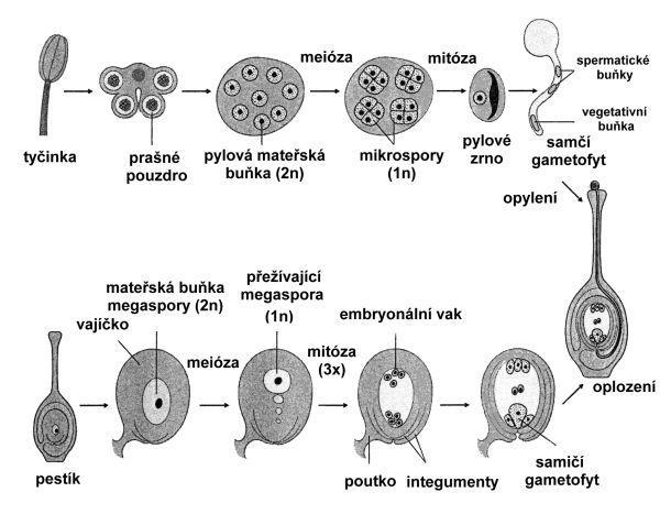 Vývoj samčích a samičích gamét v květných