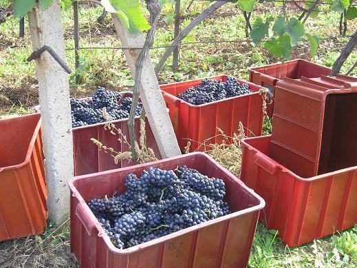 VINOBRANÍ ČESKÁ REPUBLIKA spadá do SEVERNÍ VINAŘSKÉ OBLASTI, a proto můžeme konkurovat jižním vinařským závodům pouze