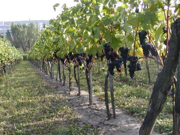 RÉVA VINNÁ (VITIS VINIFERA) II. Réva vinná je LIÁNA, pnoucí se po oporách, k nimž se přichycuje pomocí ÚPONKŮ.