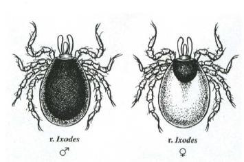 Obrázek 6 Rozdíl mezi samčím a samičím pohlavím Ixodes ricinus(2) 3.1.