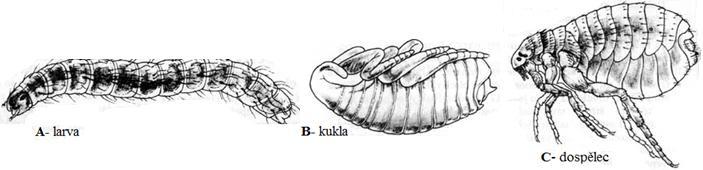 Blecha je bezkřídlý hmyz, oploštělého těla. Poslední pár nohou je uzpůsoben ke skákání. Samička klade vajíčka, která nejsou lepkavá, proto se snadno dostanou do okolí.