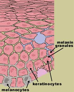Mechanismus zhnědnutí kůže Je obranná reakce na poškození kůže.