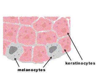 Mechanismus zhnědnutí kůže 3)