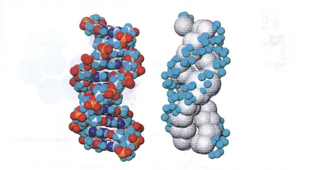 Výpočet produkce zlomů DNA Modelování DNA na obrázku je van de Waalsův model (vlevo)