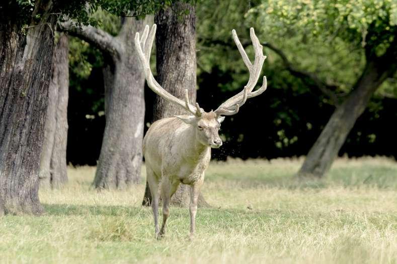 Jelen bucharský Ve stádě jelenů bucharských (Cervus yarkandensis bactrianus) byla úspěšně odchována čtyři mláďata, dva samci a dvě samice.