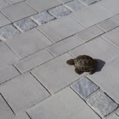 garáže, vjazdy do domu, parkoviská, miesta pred domom, stupne a schody.